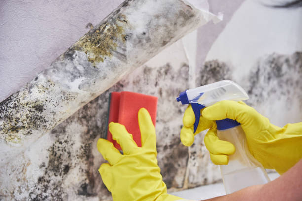 Mold Documentation for Insurance Claims in Freeland, WA